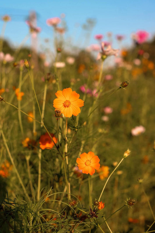 Professional Photography Reservation